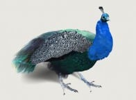 autor: Malwina-Zuchowska SGI &bull;&nbsp;przedmiot: Illustrator