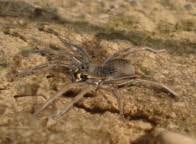 autor: Marcin Pater SGII &bull;&nbsp;przedmiot: Illustrator