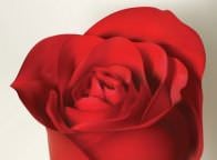 autor: Piotr Dąbrowski SGzII &bull;&nbsp;przedmiot: Illustrator