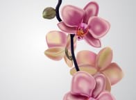 autor: Martyna Rogala SG II &bull;&nbsp;przedmiot: Illustrator &bull;&nbsp;prowadzący: Cezary Szulc